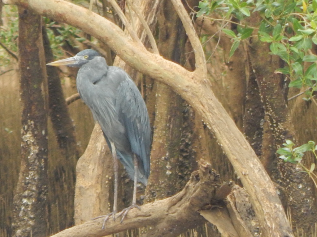 Ardea humbloti